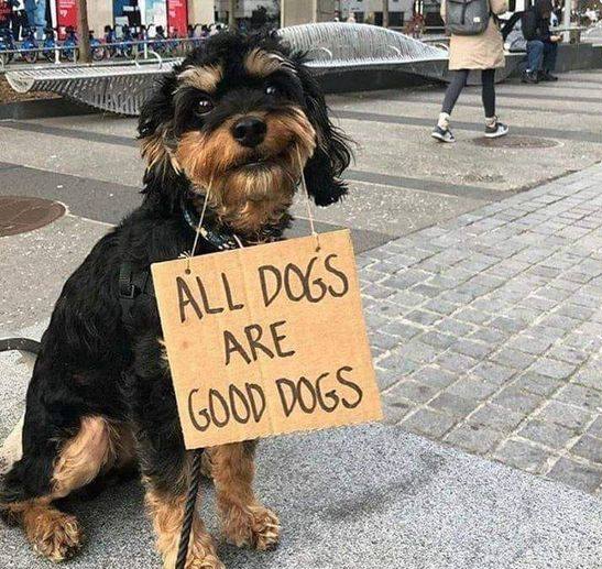 Beyond_theleash's tweet photo. Do you agree? 💝 https://t.co/gFHQz9V9Hi