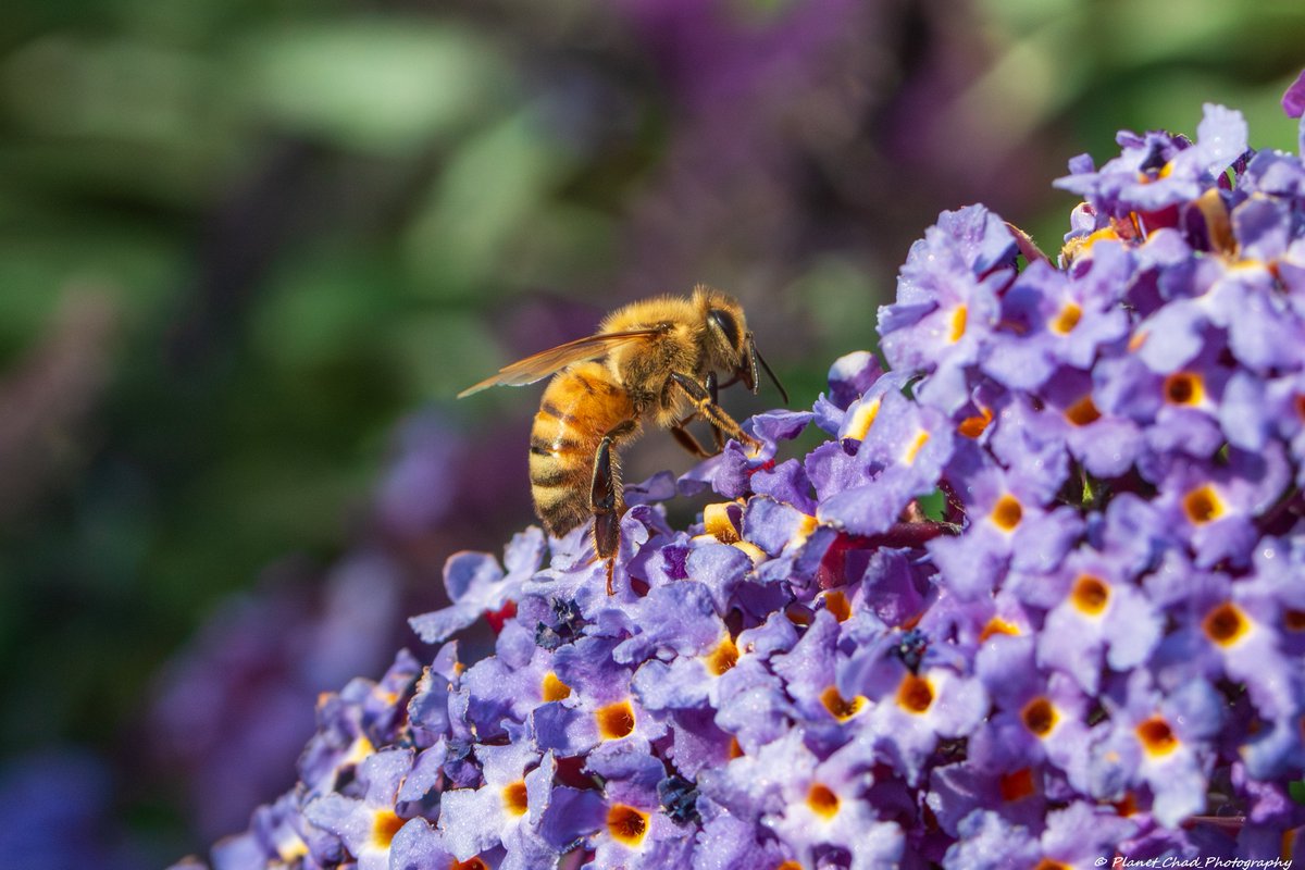 Planet_Chad's tweet image. Western Honey Bee
The western honey bee was one of the first domesticated insects, and it is the primary species maintained by beekeepers to this day for both its honey production and pollination activities.

#bees #insects #pollinator #flowers #macro #nature