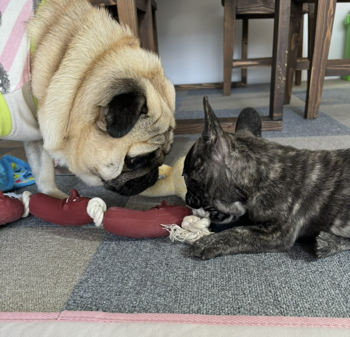 chachamaru_pug's tweet image. 子犬に恐る恐る近付いてたオトナ犬かわいい😭

#pug #パグ #フレブル