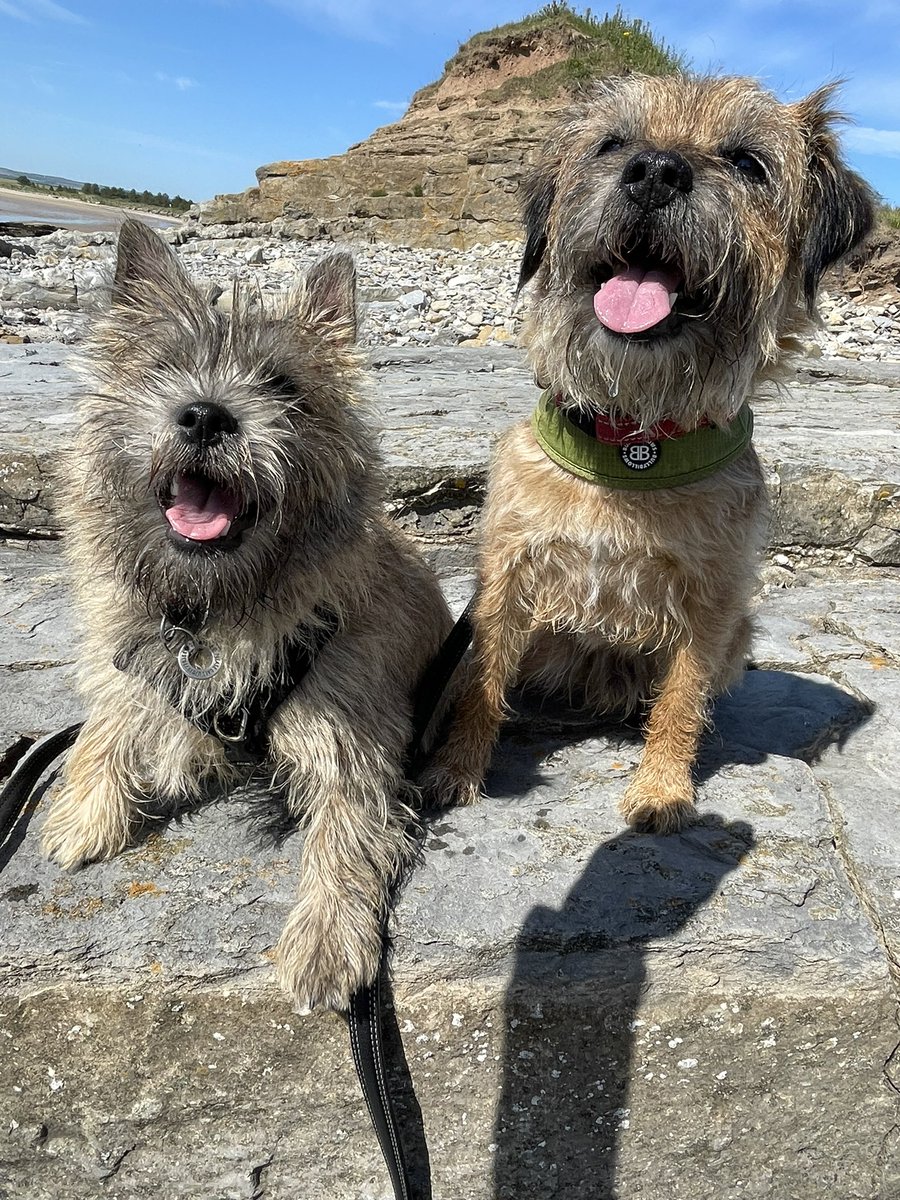 StanleyBorder's tweet image. It’s #tongueouttuesday #btposse #cairnterrier