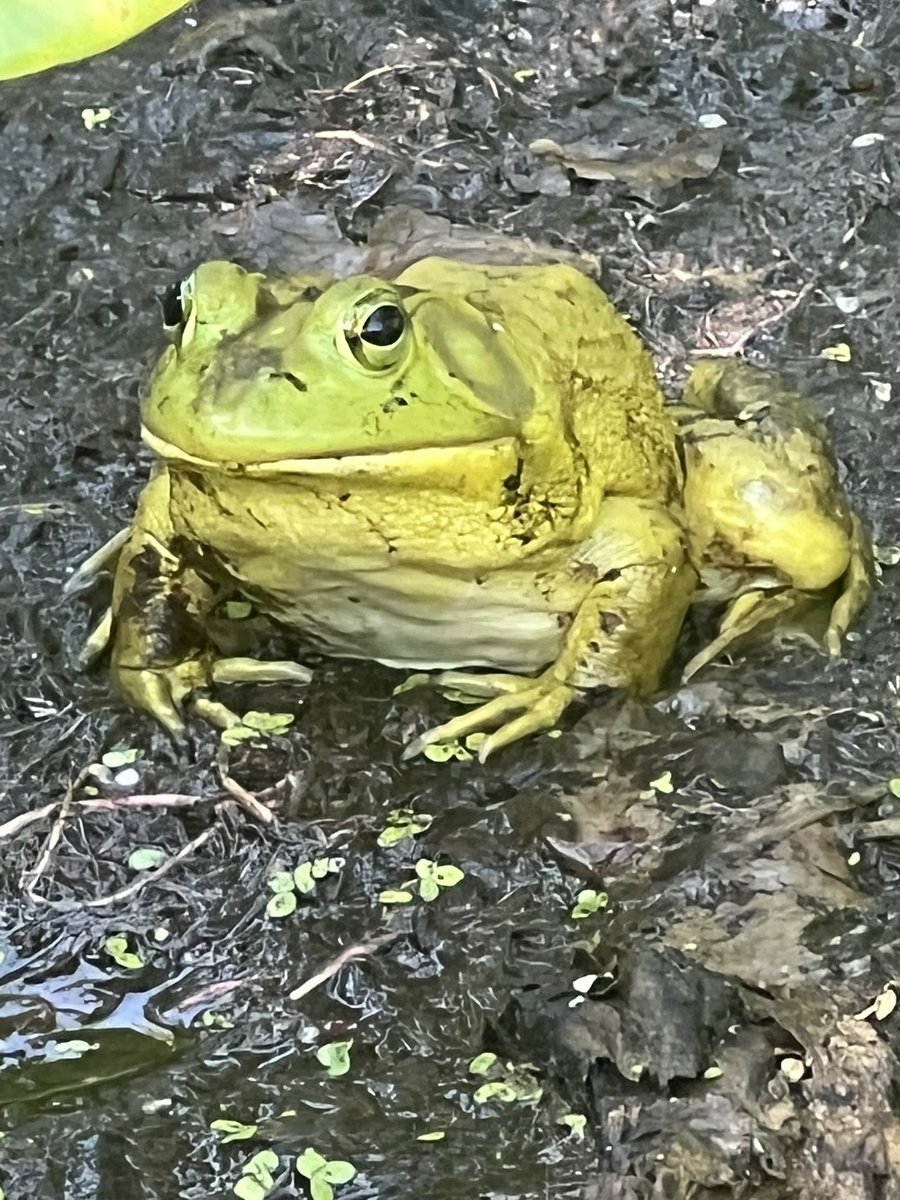 Nicholas Clement tweet media