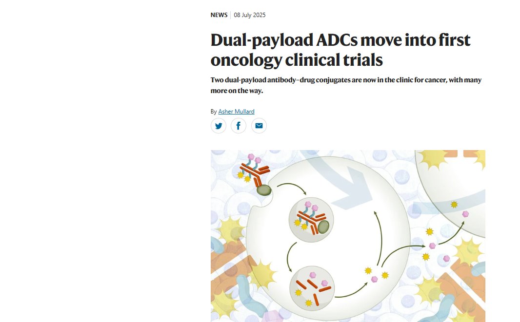 NatRevDrugDisc's tweet image. Dual-payload antibody-drug conjugates move into first oncology clinical trials nature.com/articles/d4157…
A rapidly growing cohort of companies are exploring if two different warheads may be better than one on ADCs, potentially unlocking durable anticancer efficacy