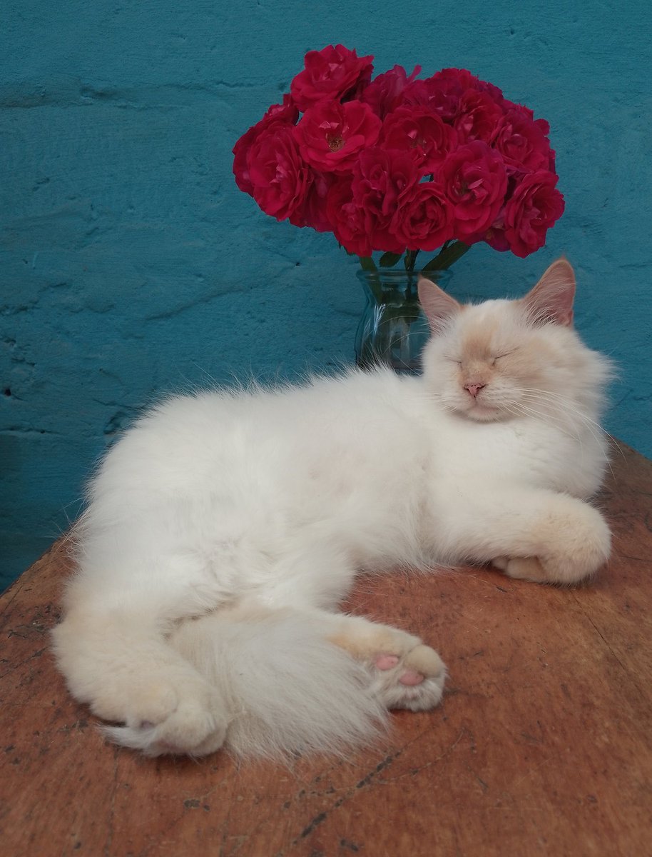 ✨ (@living_in_ua) on Twitter photo 