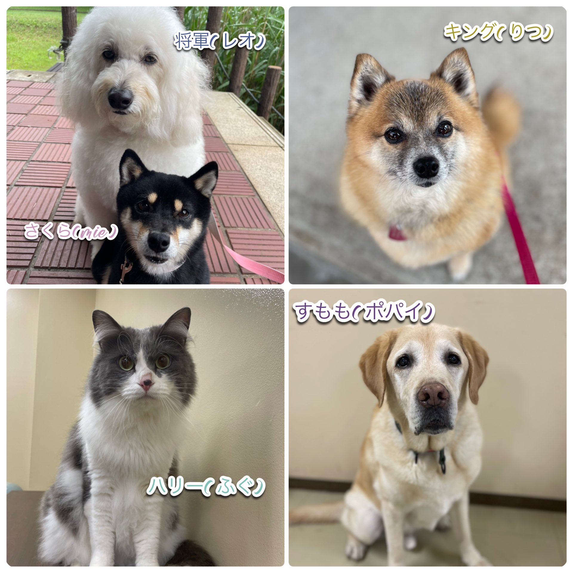 アニマルプロ/動物プロダクション【公式】 on X: 
