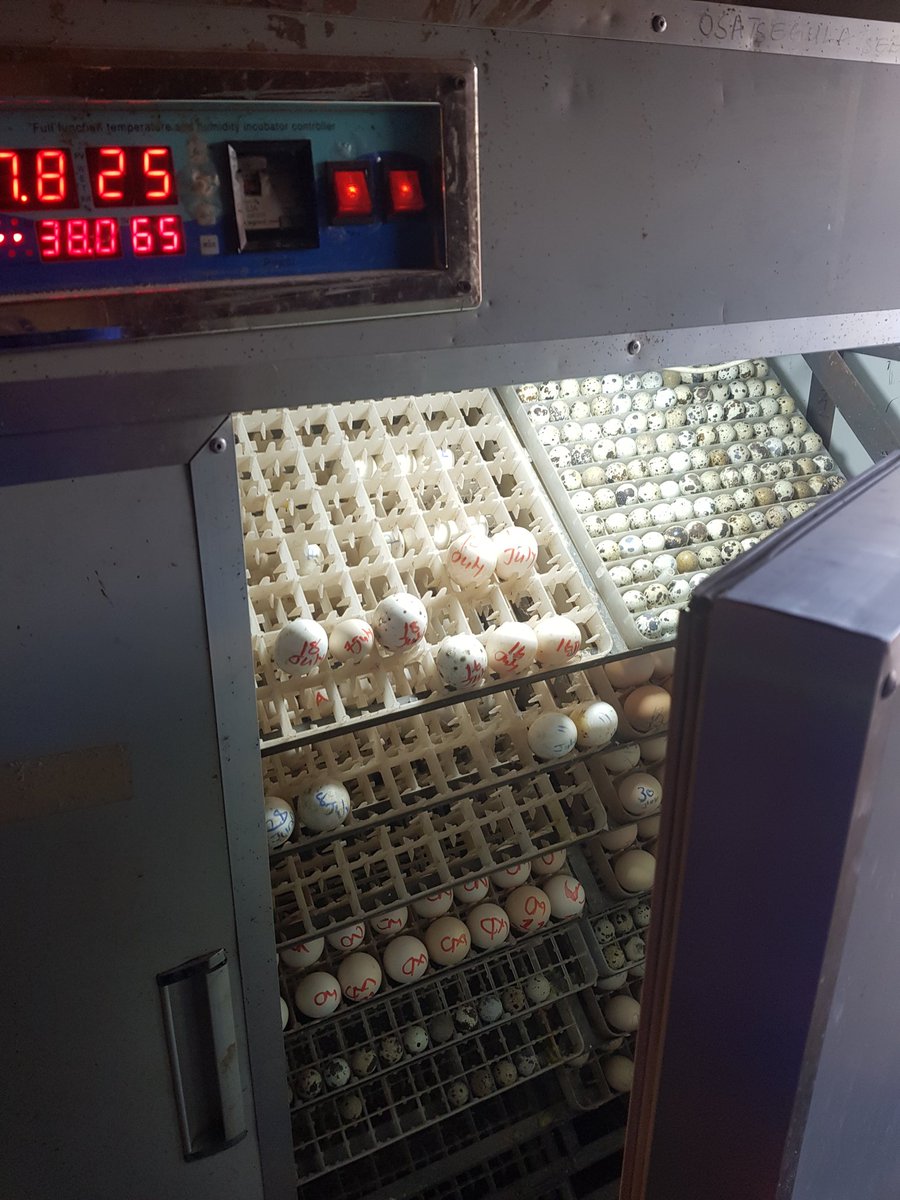 Nua 45...6300mwk/kg
Nanyati(sugar bean)....5500/kg
Popcorn (orange)......2300/kg

Jamison fish 4000 dozen
Rabbit meat 15000 (dressed)
Paprika seed
Incubation services