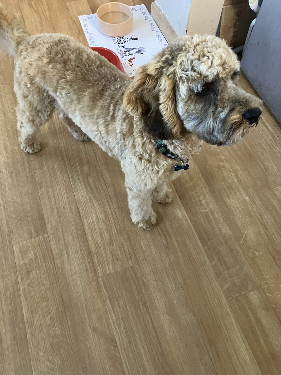 Just back from groomers been a very good boy