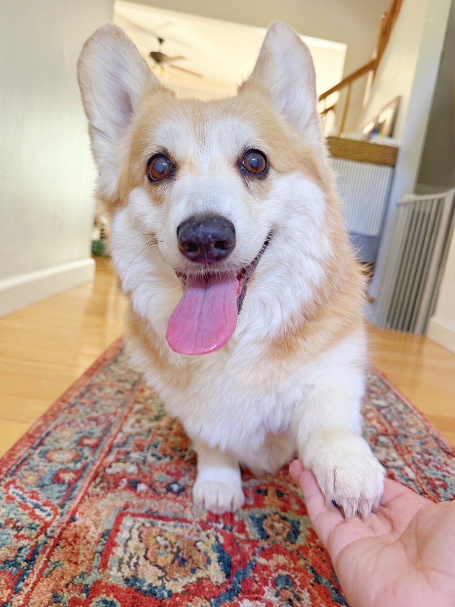 Happy Tongue Out Tuesday! 👅 I’m here offering a paw if you need one. Life isn’t always easy, but knowing someone’s in your corner can make it a little better. I’ll be right here if you want. I may be small, but I care big ❤️ #corgi #corgicrew #ToT