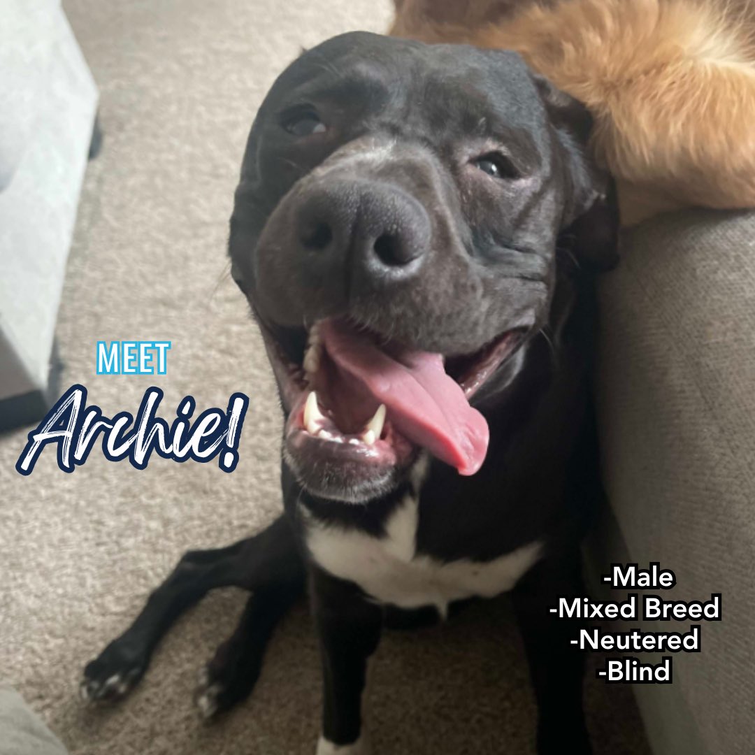 It’s Dog Days of Summer! Today we’re highlighting some adorable pups from Wish Upon a Rescue in Joliet/Lockport.

Meet Archie! He is a special little guy with a big heart &amp; a joyful spirit. He navigates his world by memory &amp; sound loves everyone he meets!

wishuponarescue.org/adoptable-dogs