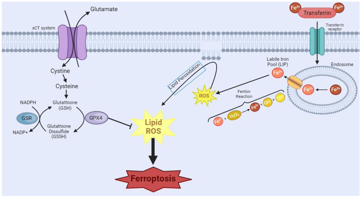 #MostCitedPapers 🧬🔥

2024 Review by da Rocha et al.: "Exploring beyond Common Cell Death Pathways in Oral Cancer: A Systematic Review" 🧫🦷

👀 Article Views: 3584
🔖 Citations: 8

🔗 Read more: mdpi.com/2668936

#OralCancer #CellDeath #CancerResearch #Oncology