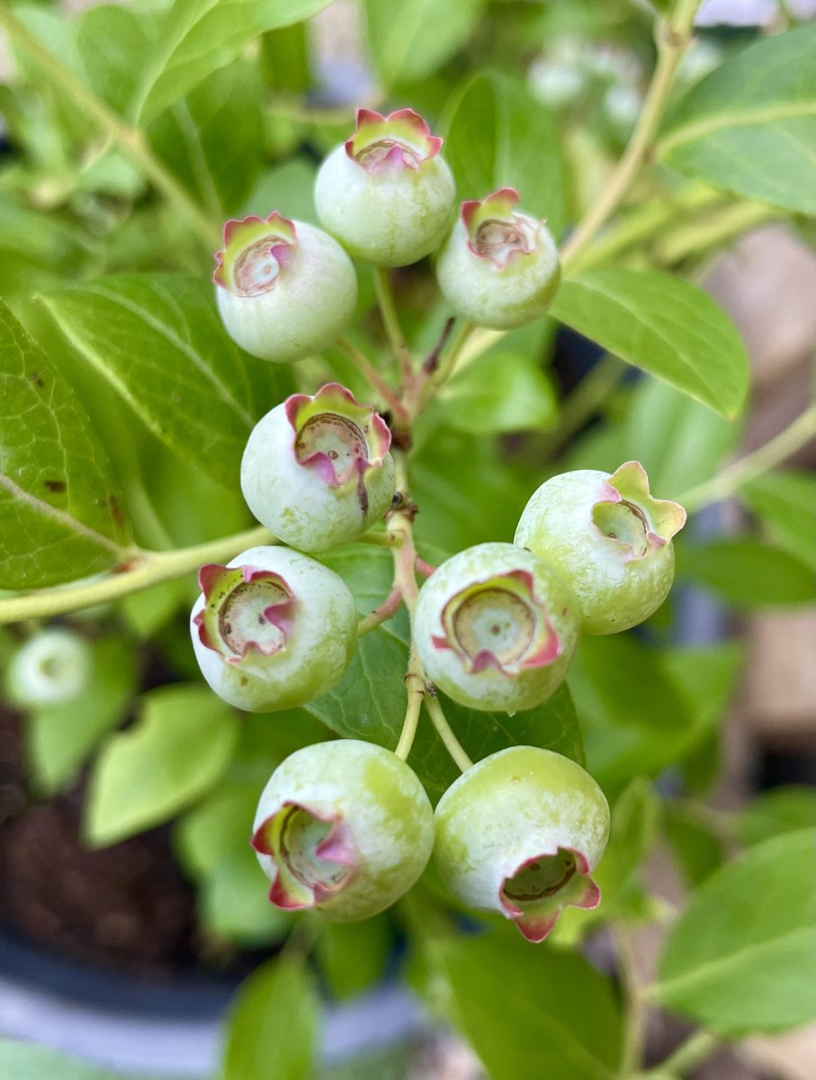 It’s official I am successfully growing blueberries in my little garden. I’m easily pleased 😀