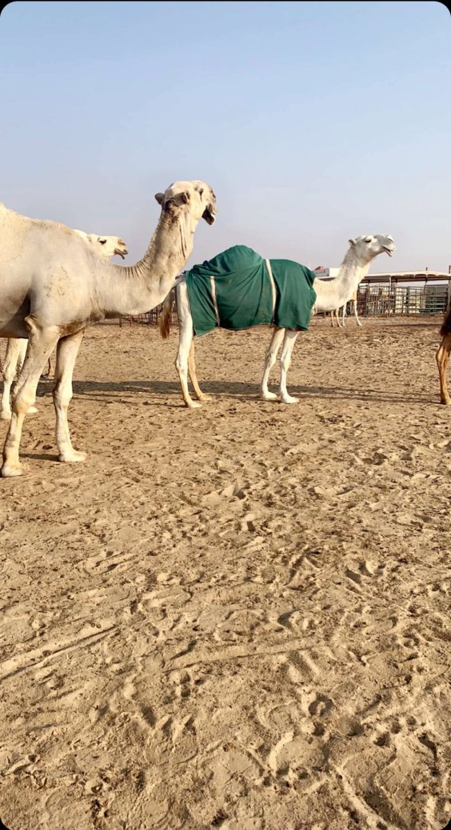 حـبيبي . .  اللي  بيني  وبينه —
 اكثر من الي يجمع العشاق

ماخذ من اوصاف القمر زينه
والشمس ماخذ منّها الاشراق