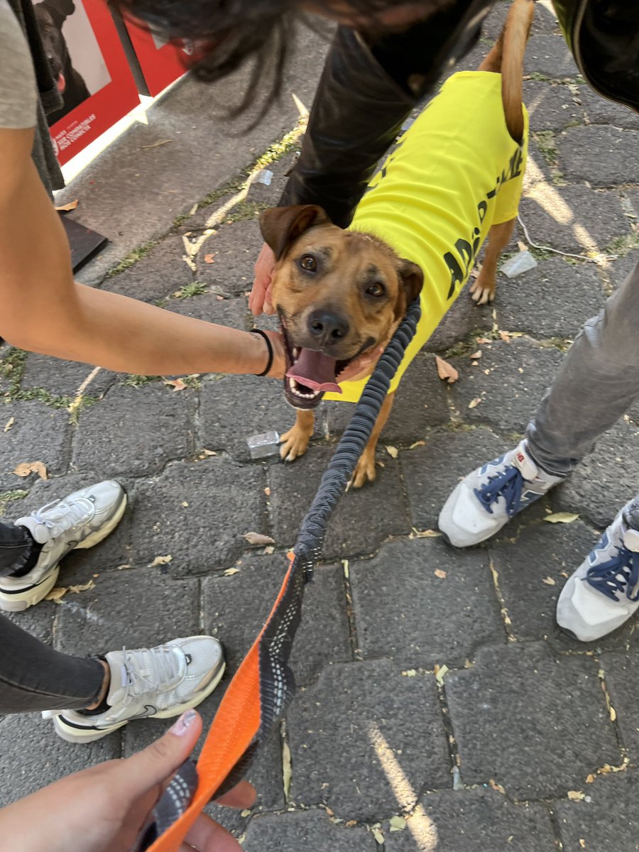 Es dulce, agradecida y solo quiere sentirse segura…
Quiere un lugar donde nunca más la abandonen, sino donde la cuiden y abracen siempre.

Adopta a Paquita.
Haz que su historia tenga un final lleno de amor. 🐾💔➡️❤️🏡
Tiene 3 años,talla grande,protocolo completo.
Estamos en CDMX