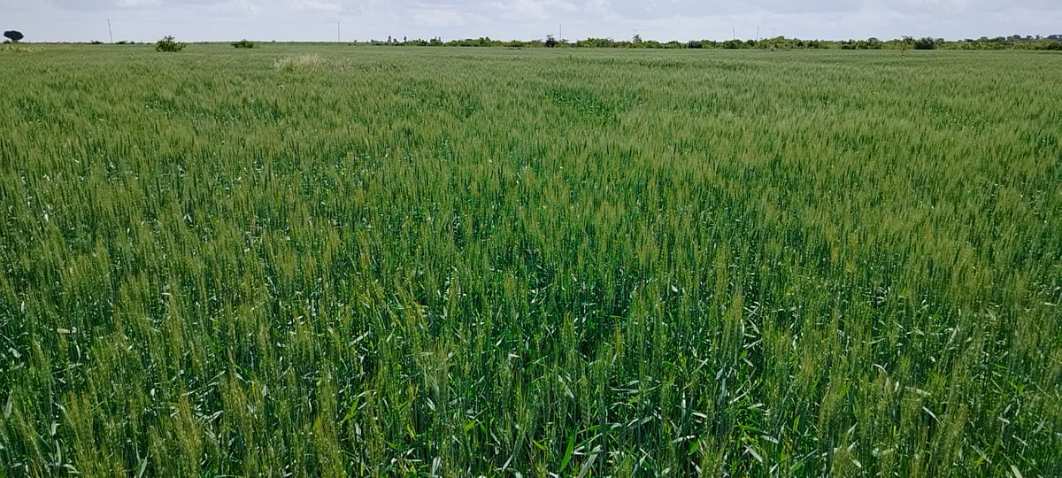 Jossmurage2's tweet photo. “We used to rely on relief food. Now we sell to the National Cereals Board!” – Farmer, Makueni.
Ruto’s fertiliser subsidy programme reached over 5 million farmers this season. Yields have soared.
#KenyaIsFoodSecure | Ruto Delivers https://t.co/7JYFdVcJcQ