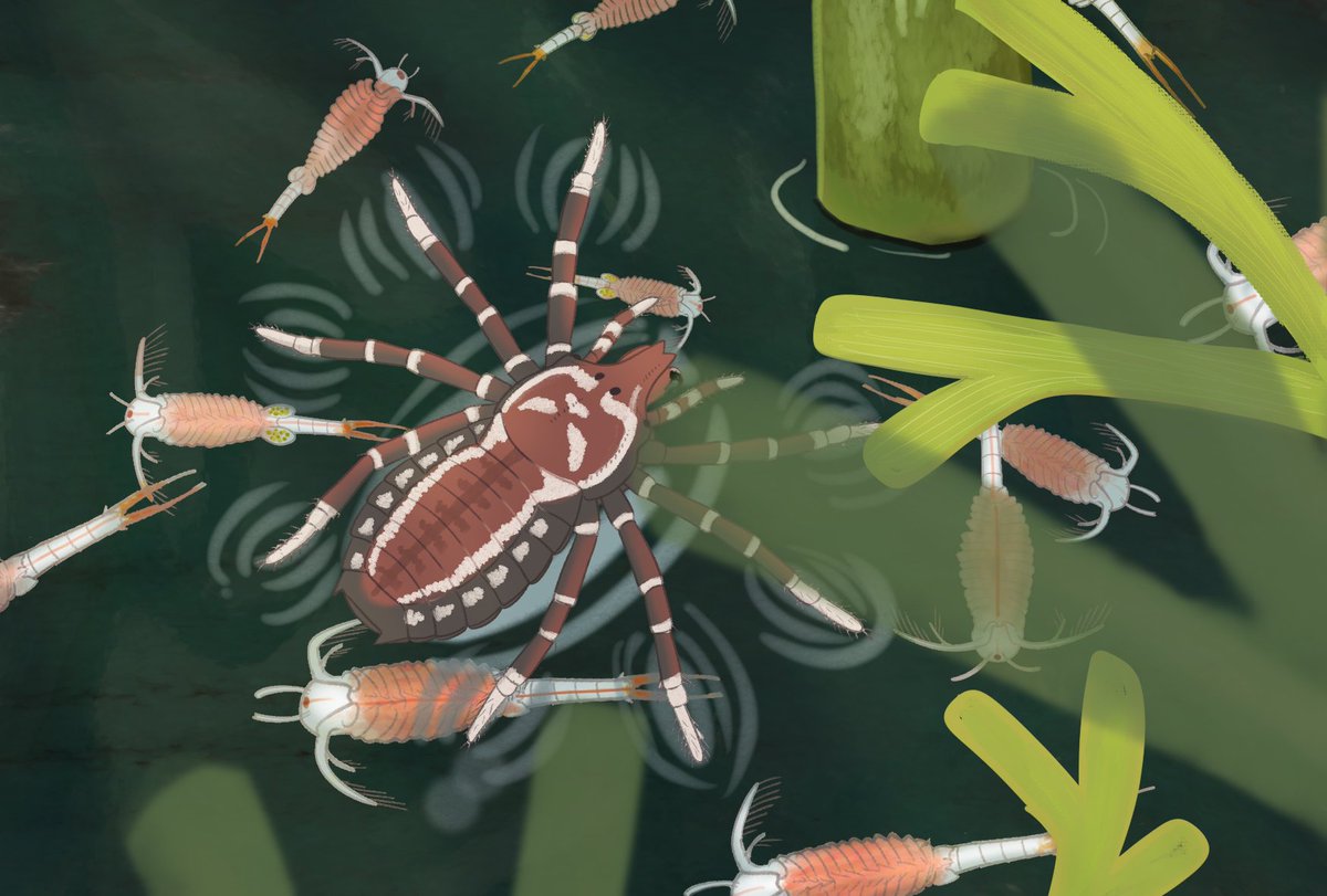 Rhynie chert, 407 mya.
Palaeocharinus floating on the pond, full of swimming Lepidocaris.
#paleoart