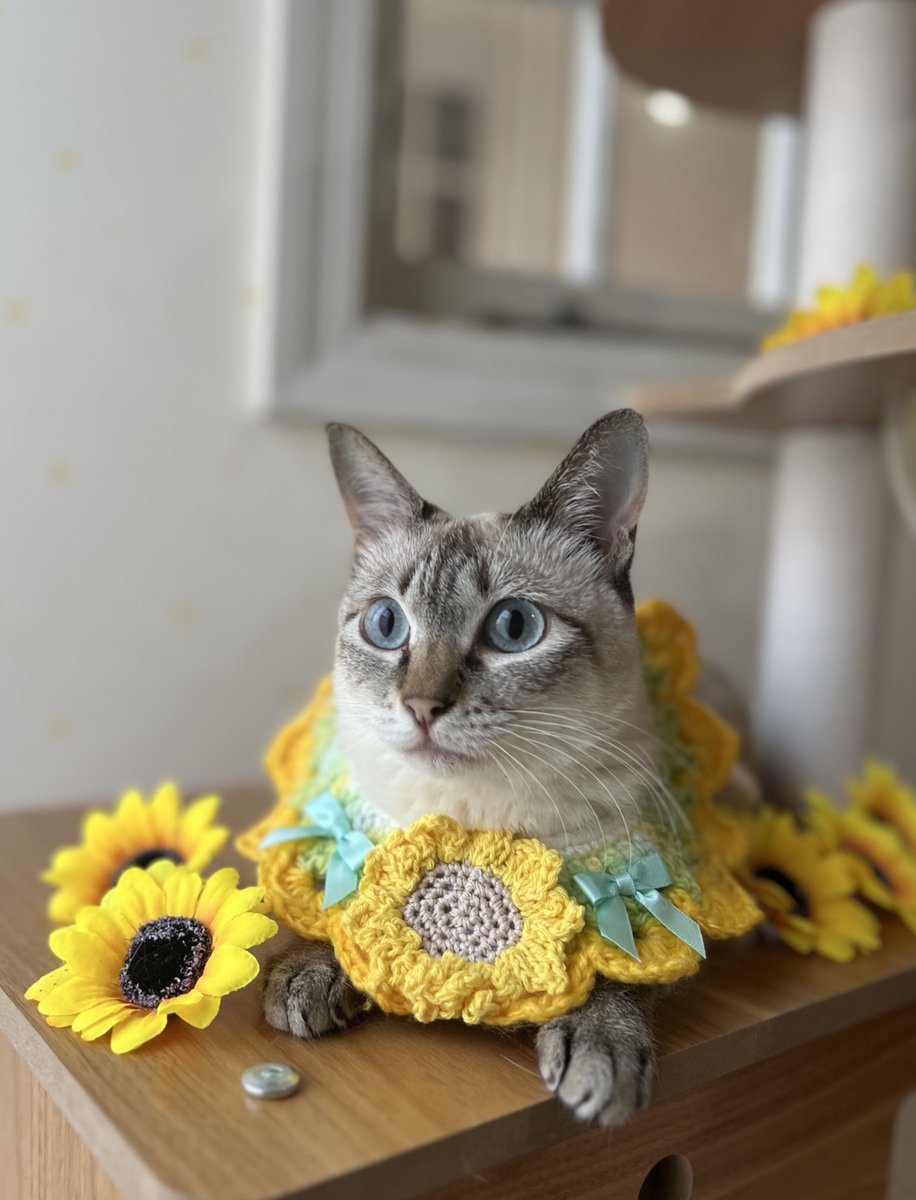そらら🦭🐾

ひまわり娘🌻になったの✨

#シャムミックス
#猫好きさんと繋がりたい