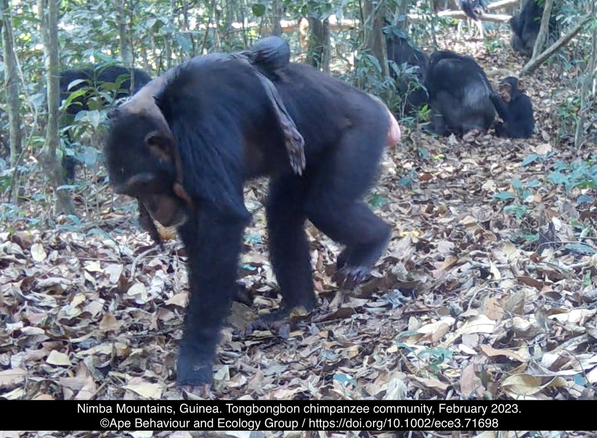 Comparative thanatology (the study of how animals respond to death), offers insights into cognition, maternal bond, and grief.

One response is *infant corpse carrying (ICC)*, which is observed in many animal species, particularly among cetaceans and primates including chimps