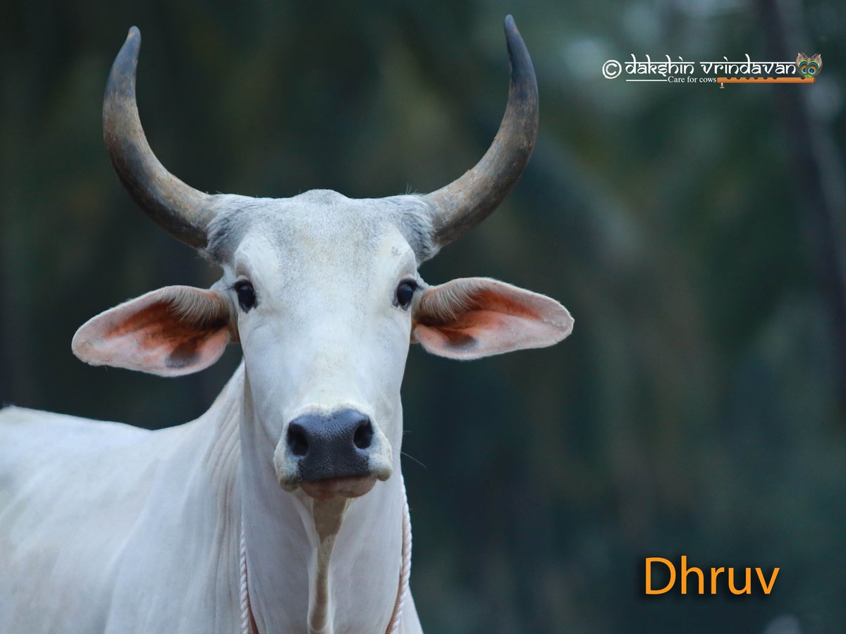Dhruv was rescued from being sold off to butchers in Malappuram. As he wasn’t proper cared for and fed earlier, his body was thin and bony. With Krishna's blessings and support of his loving family, He has  gained good health and has become strong