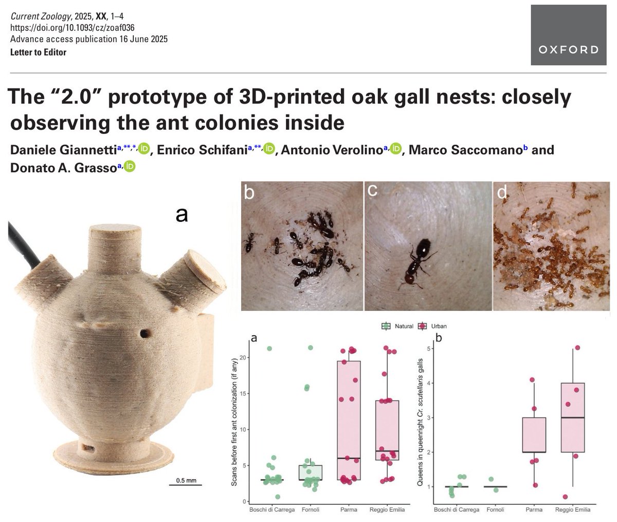 enricoschifani's tweet image. 🐜 "The “2.0” prototype of 3D-printed oak gall nests: observing ant colonies and monitoring their conditions".
We compared pleometrosis, colonization frequency, and species richness of colonizing species between natural and urban areas...
Researchgate: tinyurl.com/y763bjcv