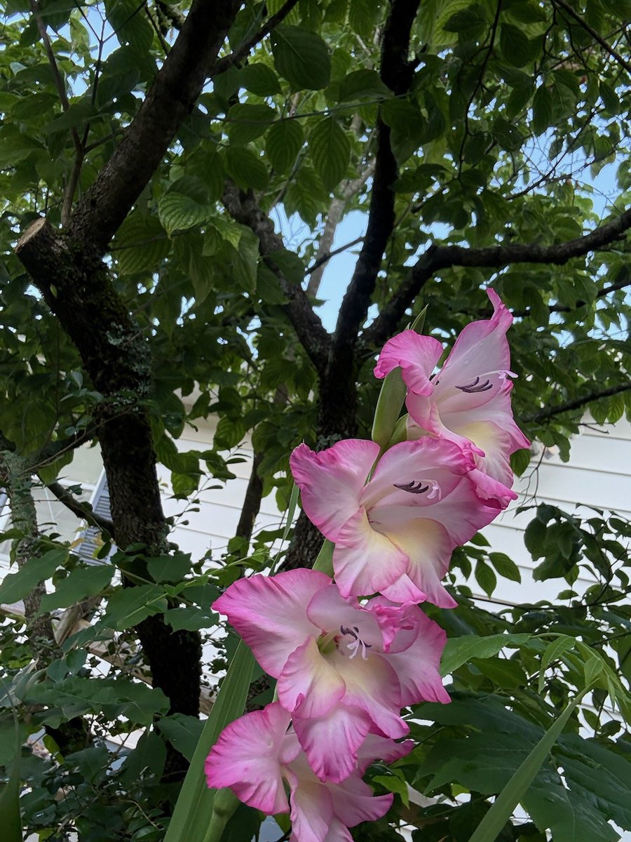 MountainRaptor's tweet image. Glads to make you smile