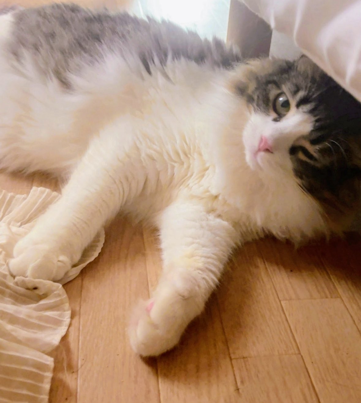 しろねこ on X: 