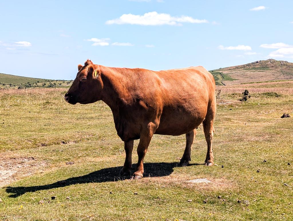Happy mook 😊up on Dartmoor..