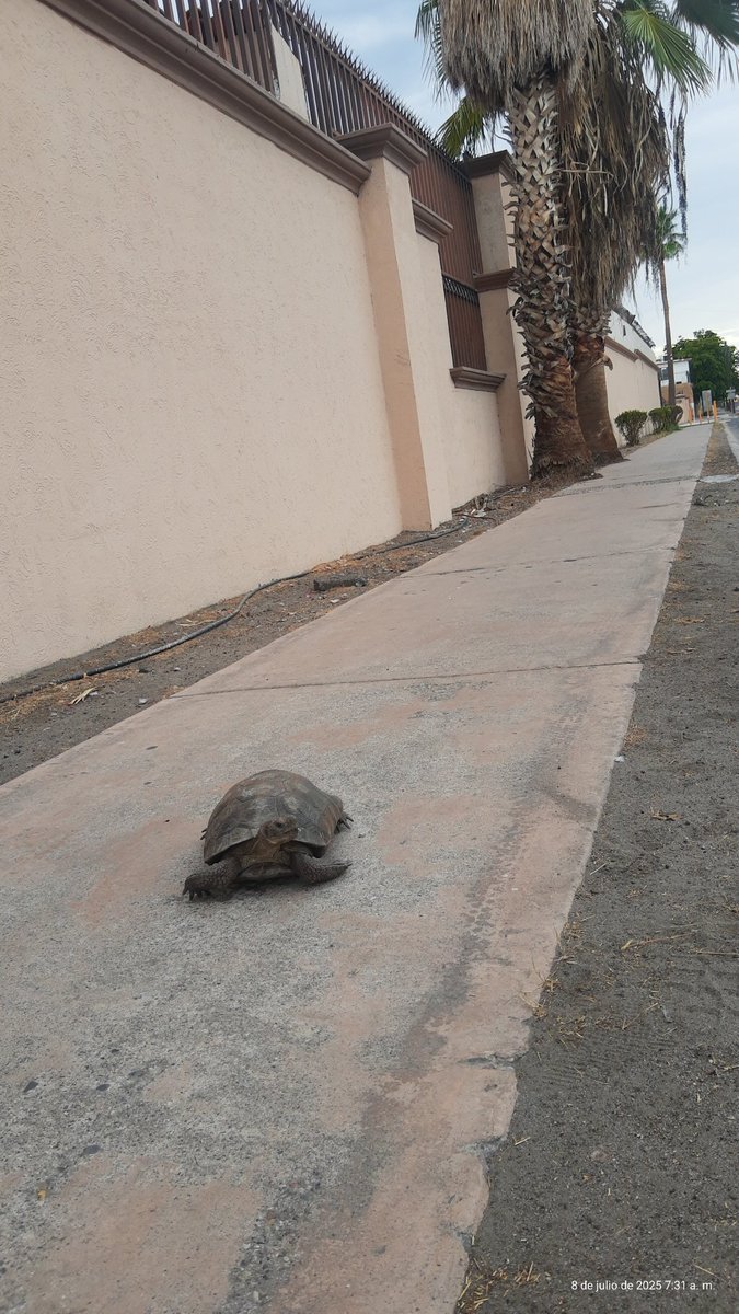 Chilango en bici (@chilangobike) on Twitter photo Una tortuga sobre la banqueta en Real del Arco, en dónde se puede reubicar?
<a href="/HermosilloGob/">Gobierno de Hermosillo</a> Una tortuga sobre la banqueta en Real del Arco, en dónde se puede reubicar?
<a href="/HermosilloGob/">Gobierno de Hermosillo</a>