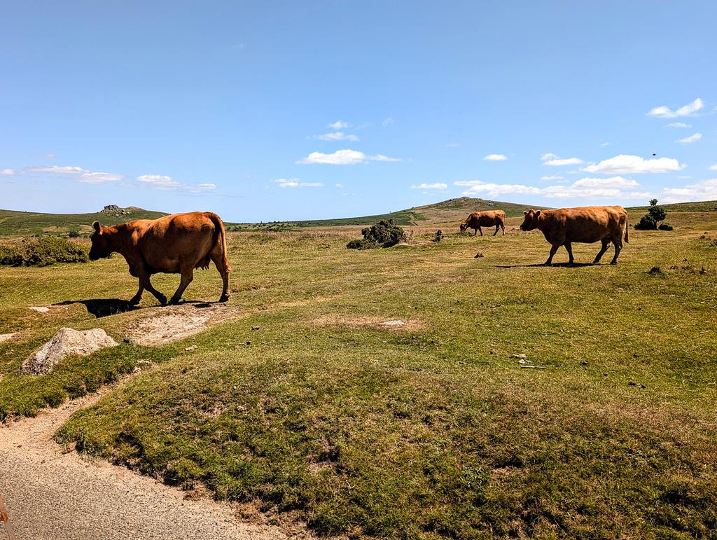 Ladies are lunching 😊
Dartmoor bathed in sunshine..yay ..