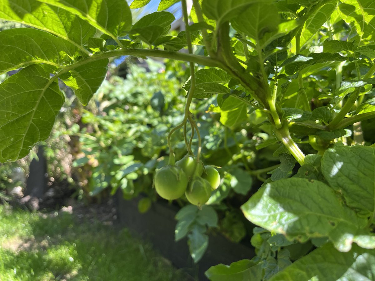 digitalplantpot's tweet image. I was 49 years old and today when I learnt potatoes grow seed berries and not super weird tomatoes like I originally thought; until I did some homework 😂🤷♂️✌️#potato #gardening #learning #superweirdtomatoes