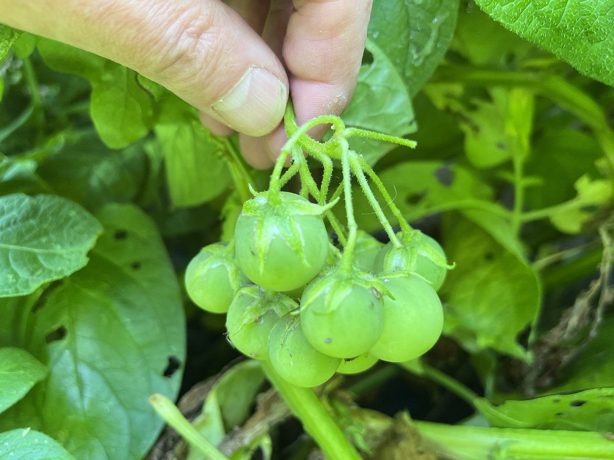 digitalplantpot's tweet image. I was 49 years old and today when I learnt potatoes grow seed berries and not super weird tomatoes like I originally thought; until I did some homework 😂🤷♂️✌️#potato #gardening #learning #superweirdtomatoes