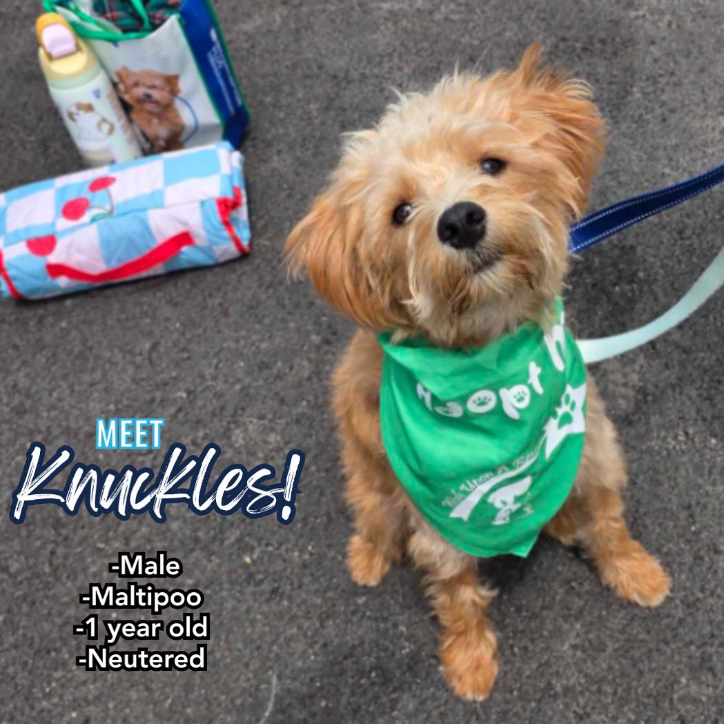 It’s Dog Days of Summer! Today we’re highlighting some adorable pups from Wish Upon a Rescue in Joliet/Lockport. 🐾

Meet Knuckles! He’s a 1 year old small-breed mix with a big personality &amp; an even bigger heart.

For more info about Knuckles, visit wishuponarescue.org.