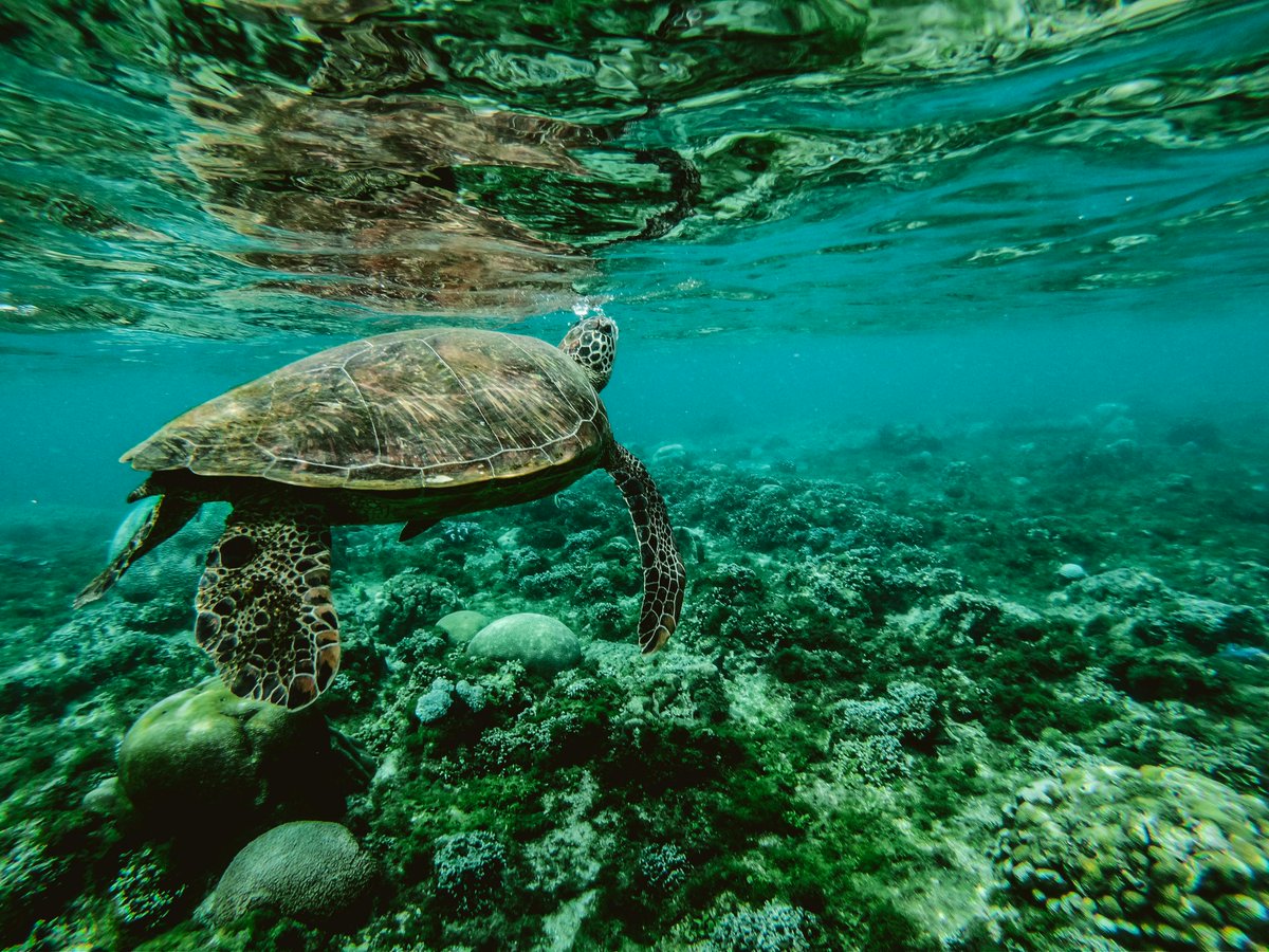 EurOBIS_VLIZ's tweet image. #UpdateDataset
Green turtles in the Canary Islands
> 4 occurrences from #Spain
> #Cheloniidae
available via eurobis.org/imis?module=da…
@VLIZnews @EMODnet #Biology @OBISNetwork @seaturtle