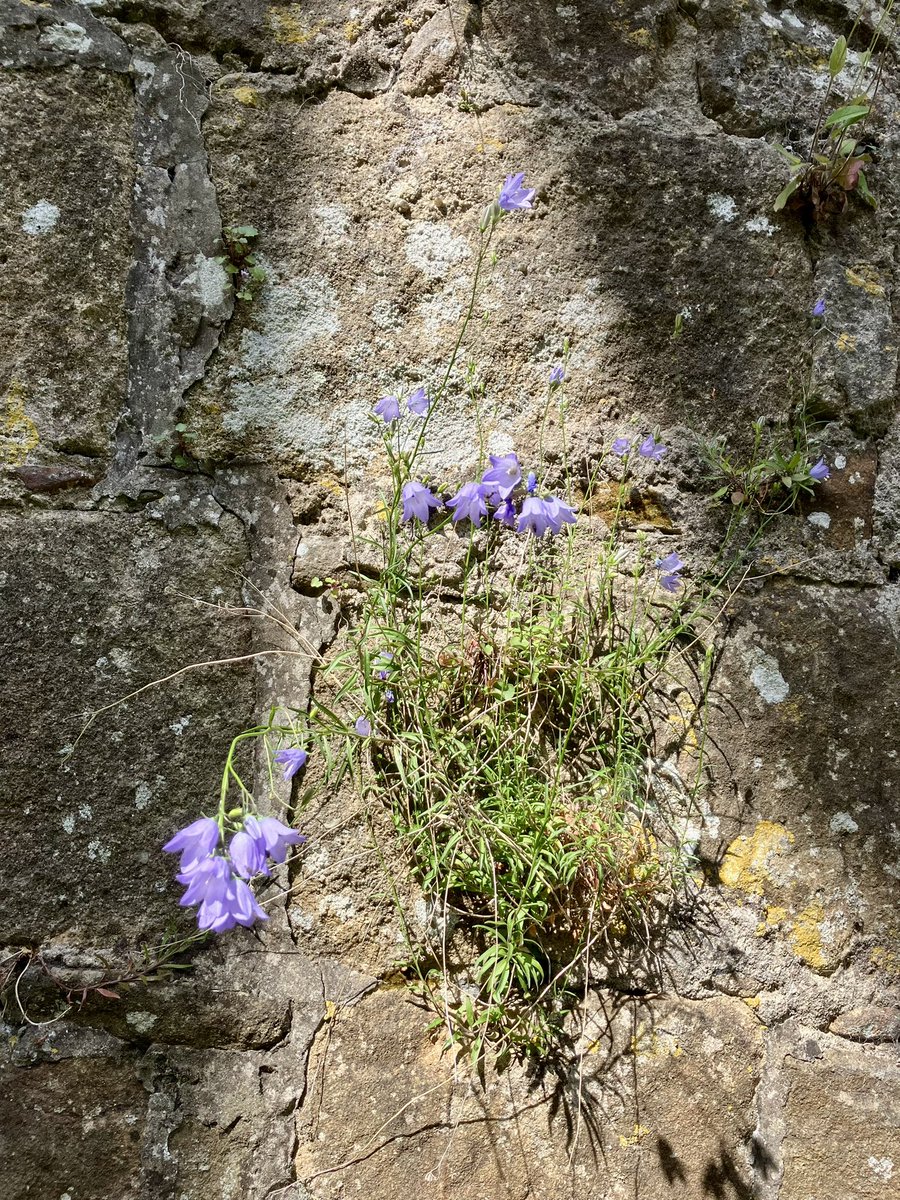 The sweet and gentle loveliness of harebells growing on a medieval wall.