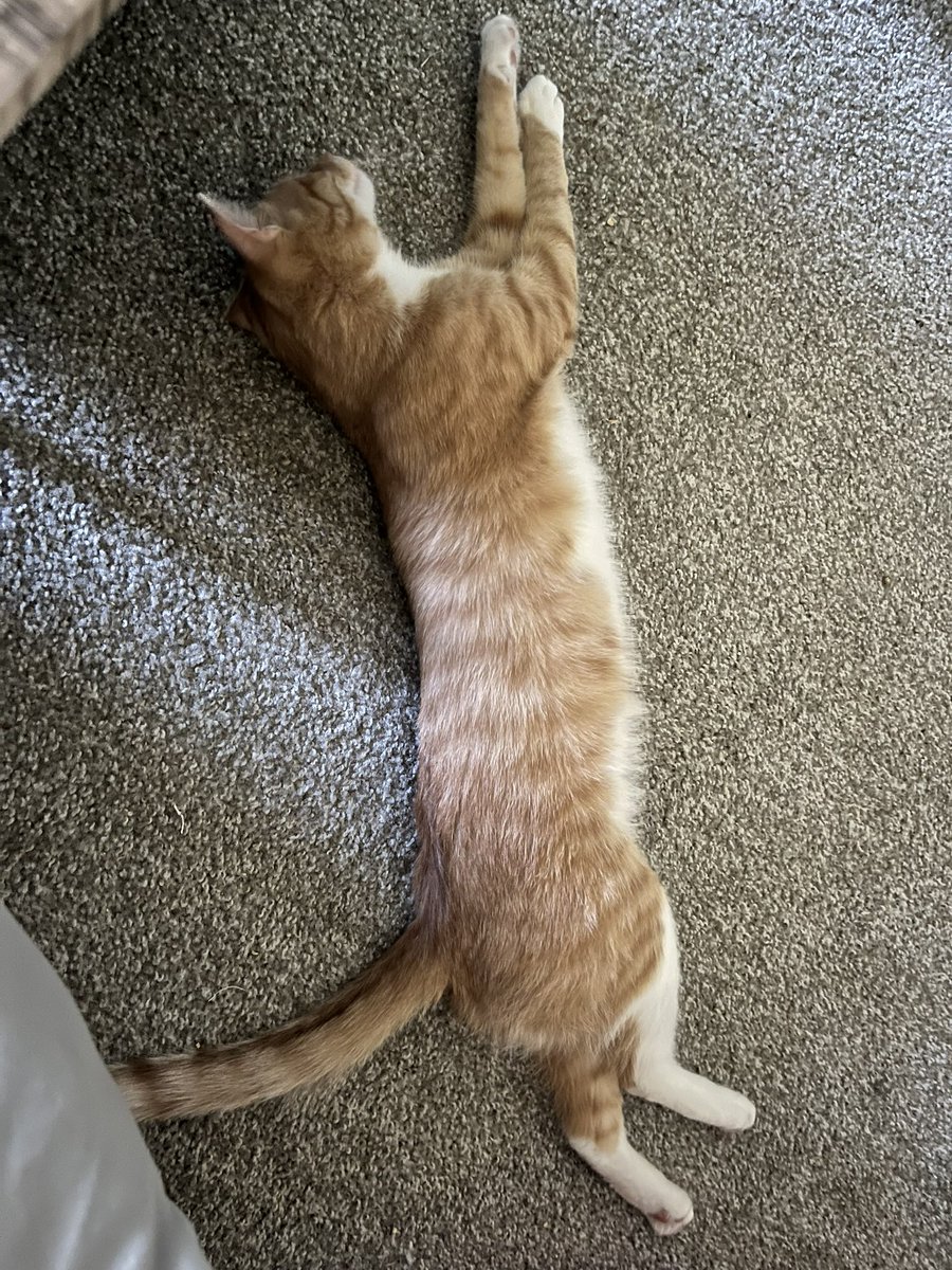 The many poses of Biscuit this morning