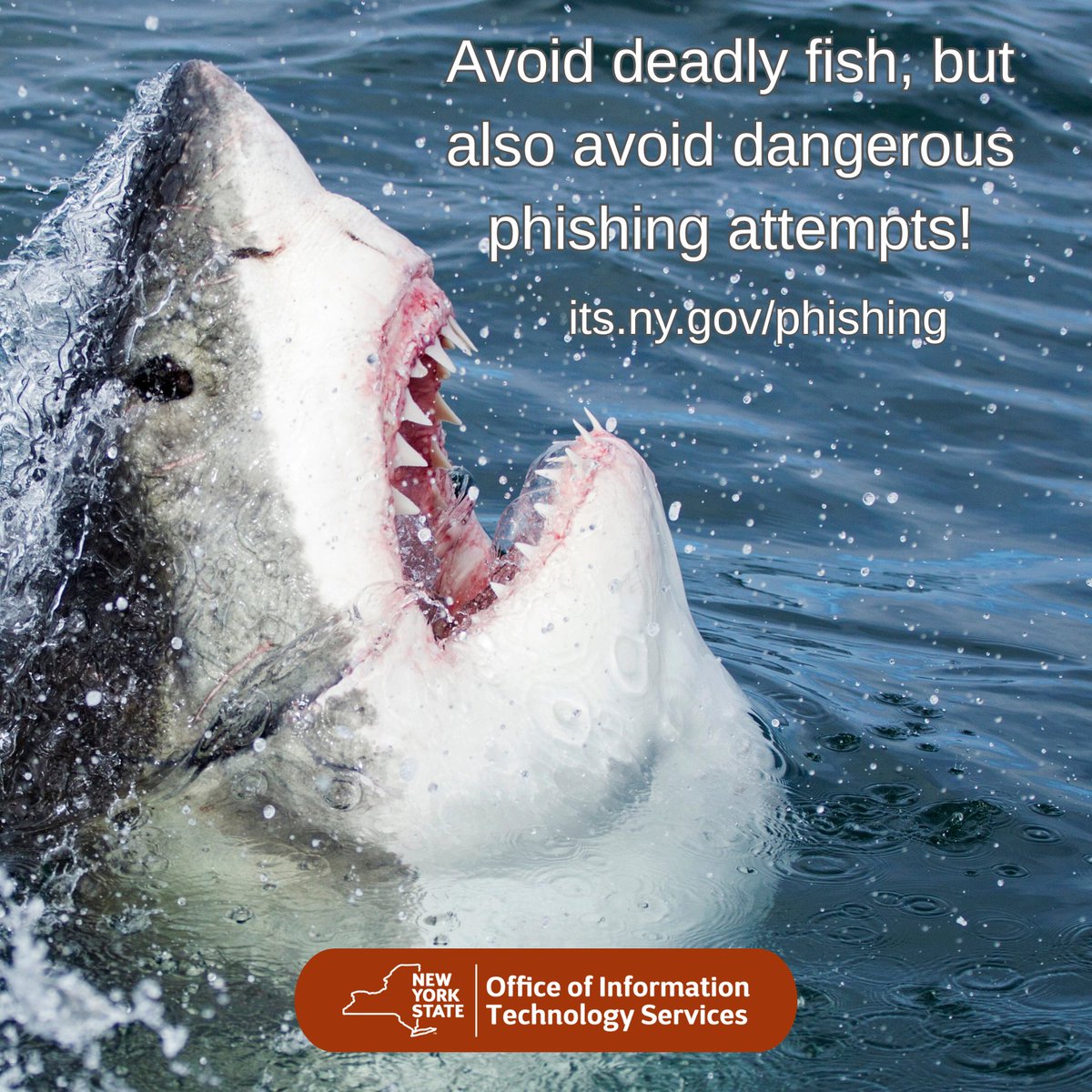 NYSITS's tweet image. Sharks can be dangerous, but you’re far more likely to encounter another type of dangerous phish! During #SharkWeek, and all year long, recognize and avoid phishing attempts to keep your data safe. its.ny.gov/phishing
