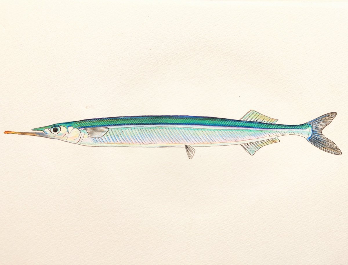 tuna_suma's tweet image. サヨリ