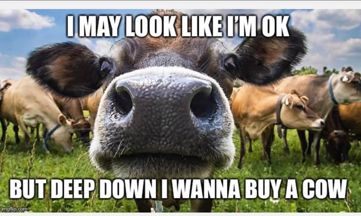 Warning: excessive giggling may occur after viewing these legendary cow jokes! 🤪🐄
-
-
coolcowshop.com
-
#coolcowshop #CowMemes #FunnyCows #TwitterX #TheX
