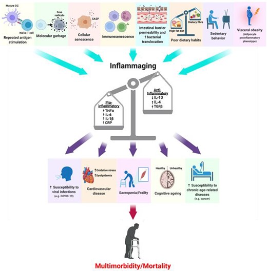 One of the key characteristics of human aging is chronic inflammation, which has been termed ‘inflammaging’

Inflammaging contributes to all age-related chronic diseases and is a risk factor for mortality

Chronic inflammation itself is a major hallmark of aging