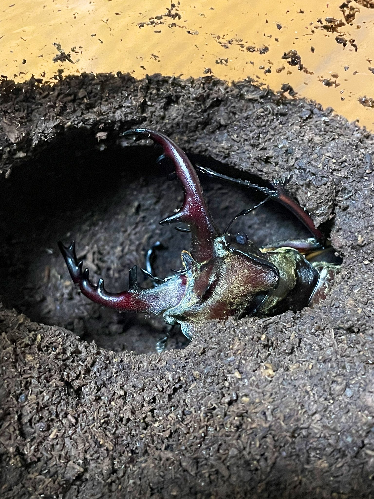 またたび虫瘤5㌔以上になります。大きくなり次第 故有事: マタタビの果実の大半が虫瘤 Most of silvervine fruits
