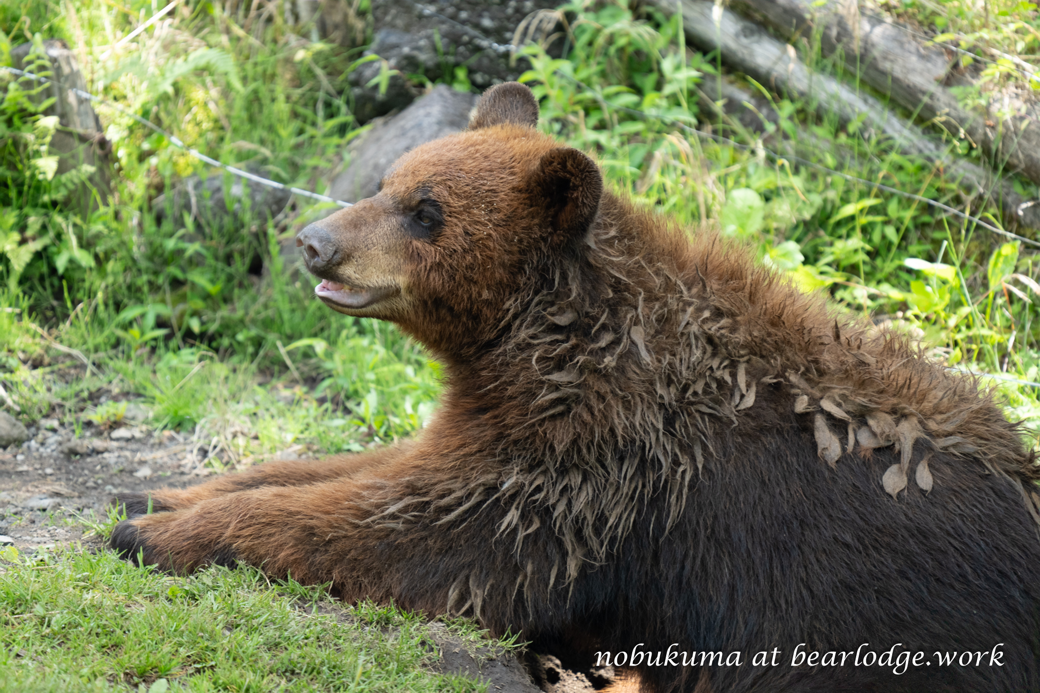 のぶクマ🐻羆と香辛料🐻C106 日曜日 東6 “ク”－37b (@kumar0001