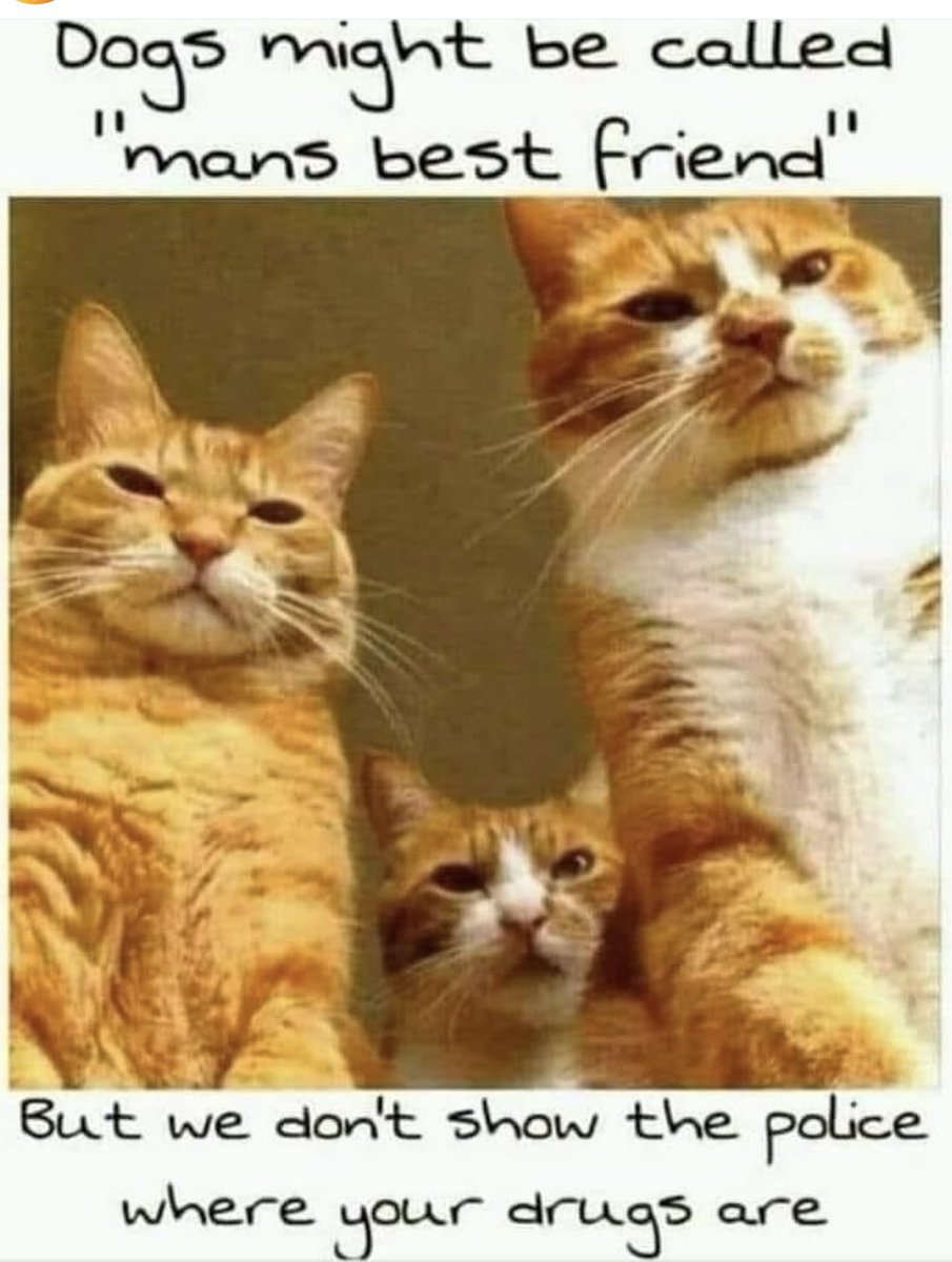 Sincerely NAFO Cat Division Meow 🤭😅