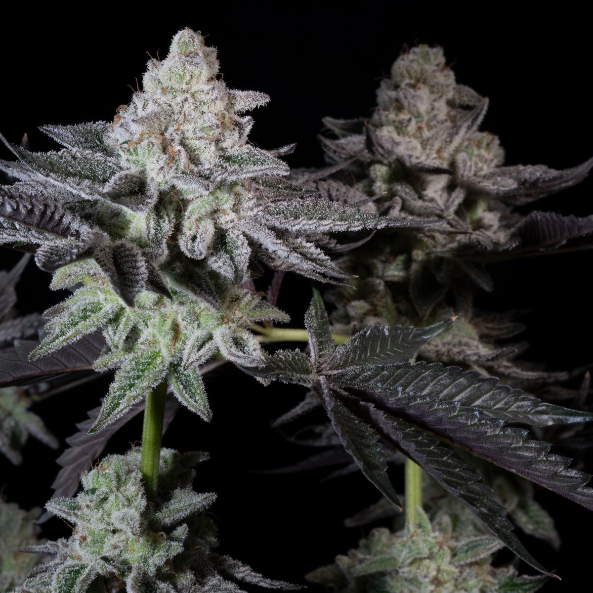 #EmeraldEnvy (Jealousy x Animal Mints) - sweet, fruity, and made for the connoisseur. 

Available now, while stock lasts 😉

🛒 bit.ly/44SwQdG

#paradiseseeds #paradiseseedscommunity #LimitedEdition