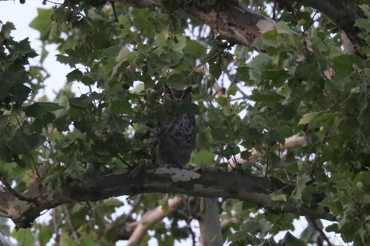 Mark H.X. Glenshaw (@forestparkowls) on Twitter photo While Charles was well-hidden in this Sycamore last night in Forest Park, thankfully he was not saying, "Leaf me alone." 😉 <a href="/ForestPark4Ever/">Forest Park Forever</a> <a href="/MDC_online/">MO Conservation</a> <a href="/STLonAir/">St. Louis on the Air</a> <a href="/STLScienceCtr/">Saint Louis Science Center</a> <a href="/AcademyofSciSTL/">The Academy of Science of St. Louis</a> <a href="/stlzoo/">Saint Louis Zoo</a> <a href="/owlresearchinst/">Owl Research Institute</a> <a href="/in_thestl/">theSTL</a> <a href="/audubonsociety/">Audubon Society</a> <a href="/StlArtMuseum/">Saint Louis Art Museum</a> <a href="/mohistorymuseum/">Missouri History Museum</a> While Charles was well-hidden in this Sycamore last night in Forest Park, thankfully he was not saying, "Leaf me alone." 😉 <a href="/ForestPark4Ever/">Forest Park Forever</a> <a href="/MDC_online/">MO Conservation</a> <a href="/STLonAir/">St. Louis on the Air</a> <a href="/STLScienceCtr/">Saint Louis Science Center</a> <a href="/AcademyofSciSTL/">The Academy of Science of St. Louis</a> <a href="/stlzoo/">Saint Louis Zoo</a> <a href="/owlresearchinst/">Owl Research Institute</a> <a href="/in_thestl/">theSTL</a> <a href="/audubonsociety/">Audubon Society</a> <a href="/StlArtMuseum/">Saint Louis Art Museum</a> <a href="/mohistorymuseum/">Missouri History Museum</a>