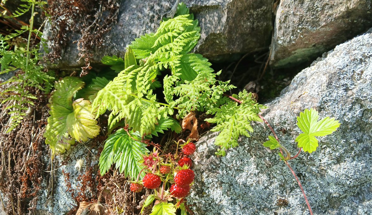 8. juli og Seljumannamesse. Også en høvelig dag å besøke den gamle ruinen på Rokoberget. Valfartkirken her var viet til Mikael, erkeengelen som vi må lite på i det endelige slaget mellom representantene for de ulike åndskrefter.

Vakkert er det. Her har Vårherre selv valgt