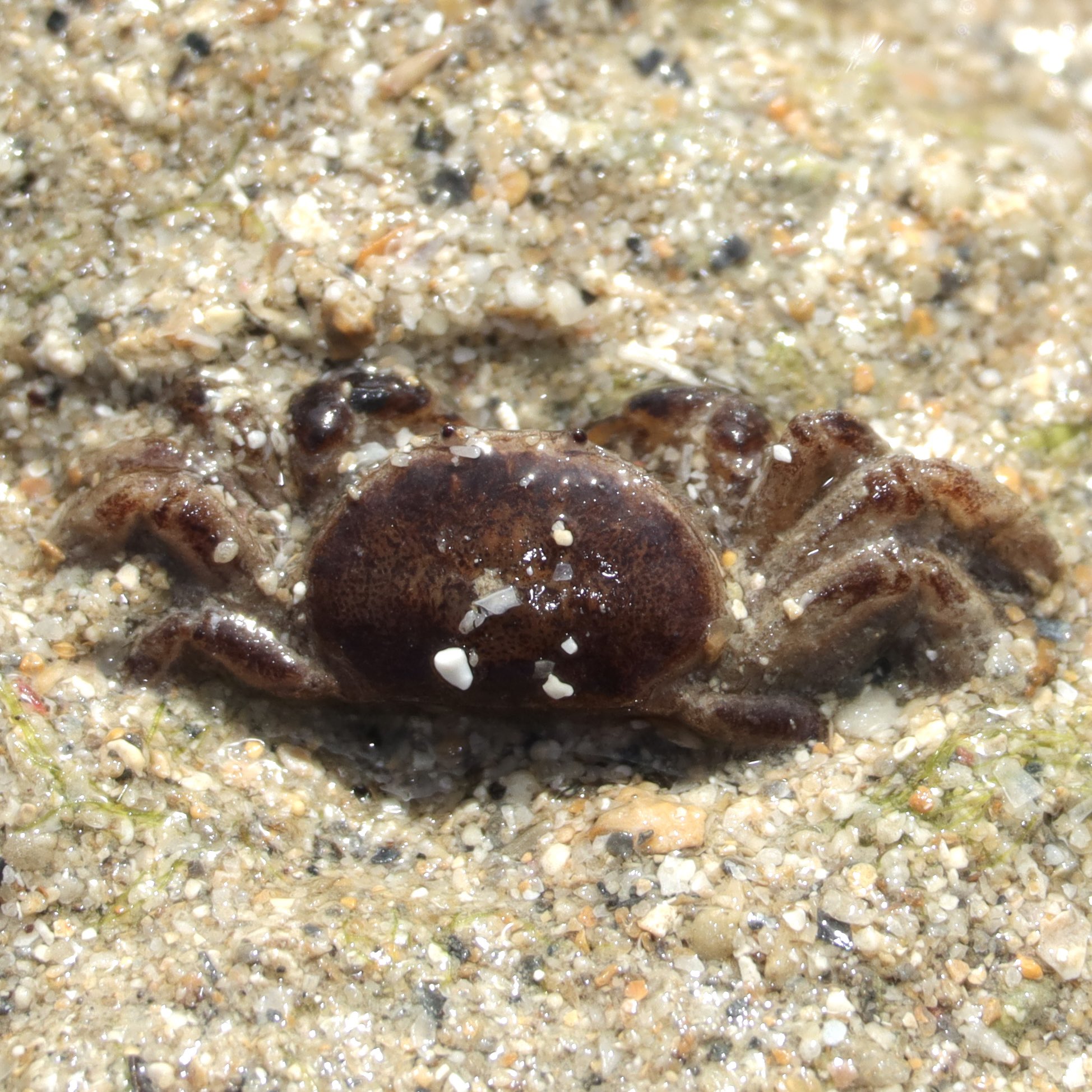 カニの散歩道Crabs' Promenade on X: 