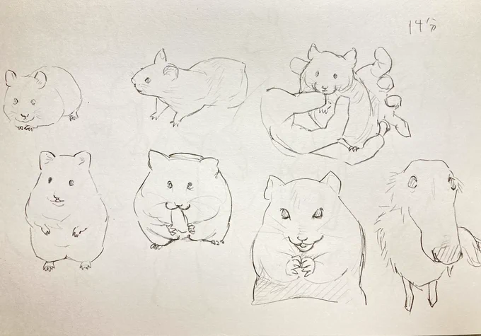 動物むずかしい 