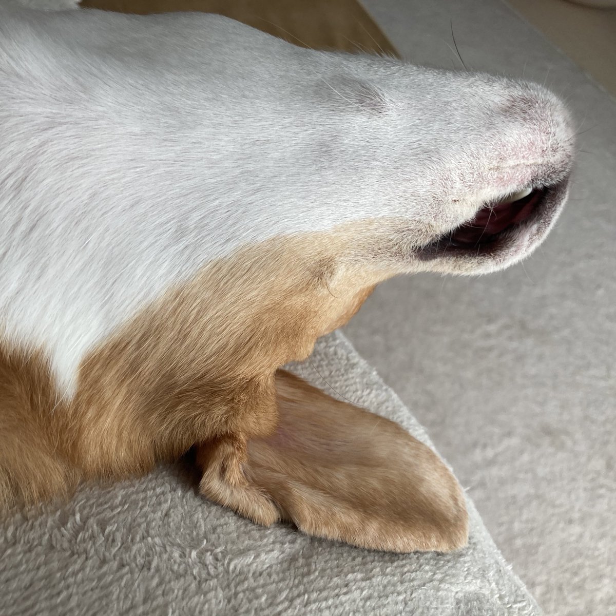 milo714milo's tweet photo. 可愛いやつ https://t.co/Snd2yEYqRl