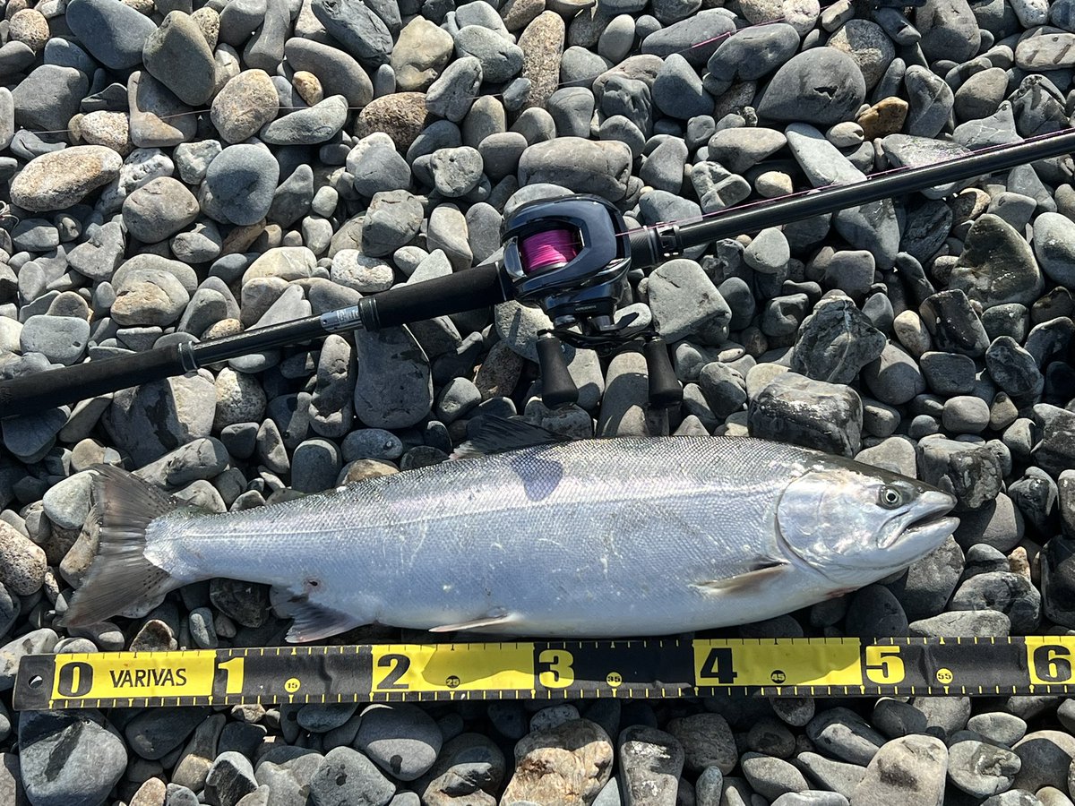 久々のサクラマス！！(  ˙▿˙　)
太平洋まで来て良かった〜
めっちゃ暴れてくれて楽しかった！
55cm!
#IMZ #サクラマス #太平洋