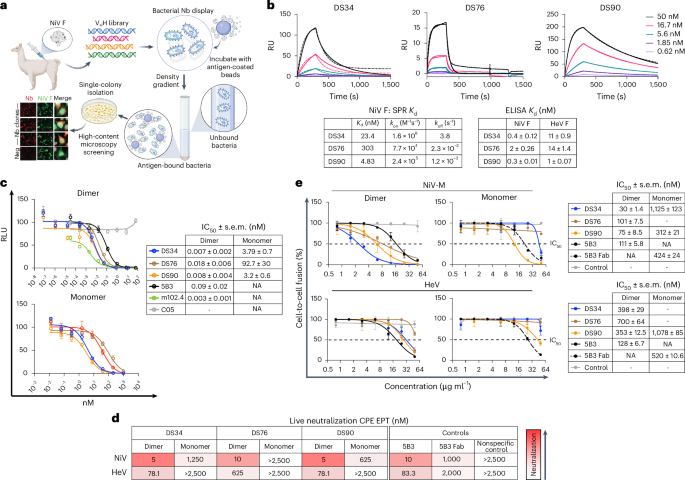 NatureSMB's tweet image. New online! A nanobody-based therapeutic targeting Nipah virus limits viral escape bit.ly/44iZt3H