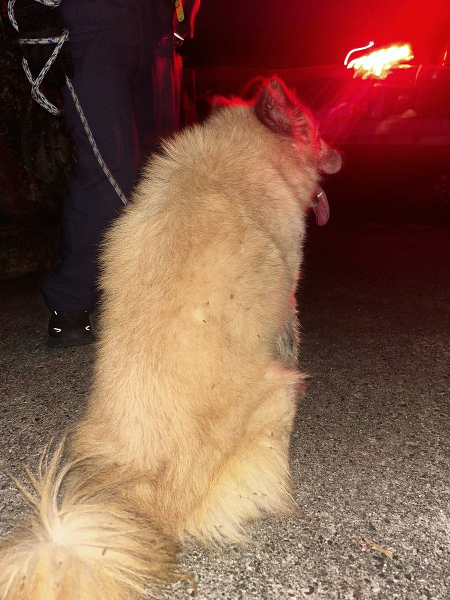 chocomlucky12's tweet image. 昨日出会った迷子犬
人懐っこくて可愛かったな〜
警察に保護されるまでの数時間だったけど、一緒にいて可愛くて飼いたくなるほどだった🥺
ちなみに七夕に出会ったので我が家では勝手にナナちゃんと名付けてナナちゃんロスしてる🥲

飼い主さんの所に帰れますように🎋🐕
#迷子犬
#岡崎市
#Animo