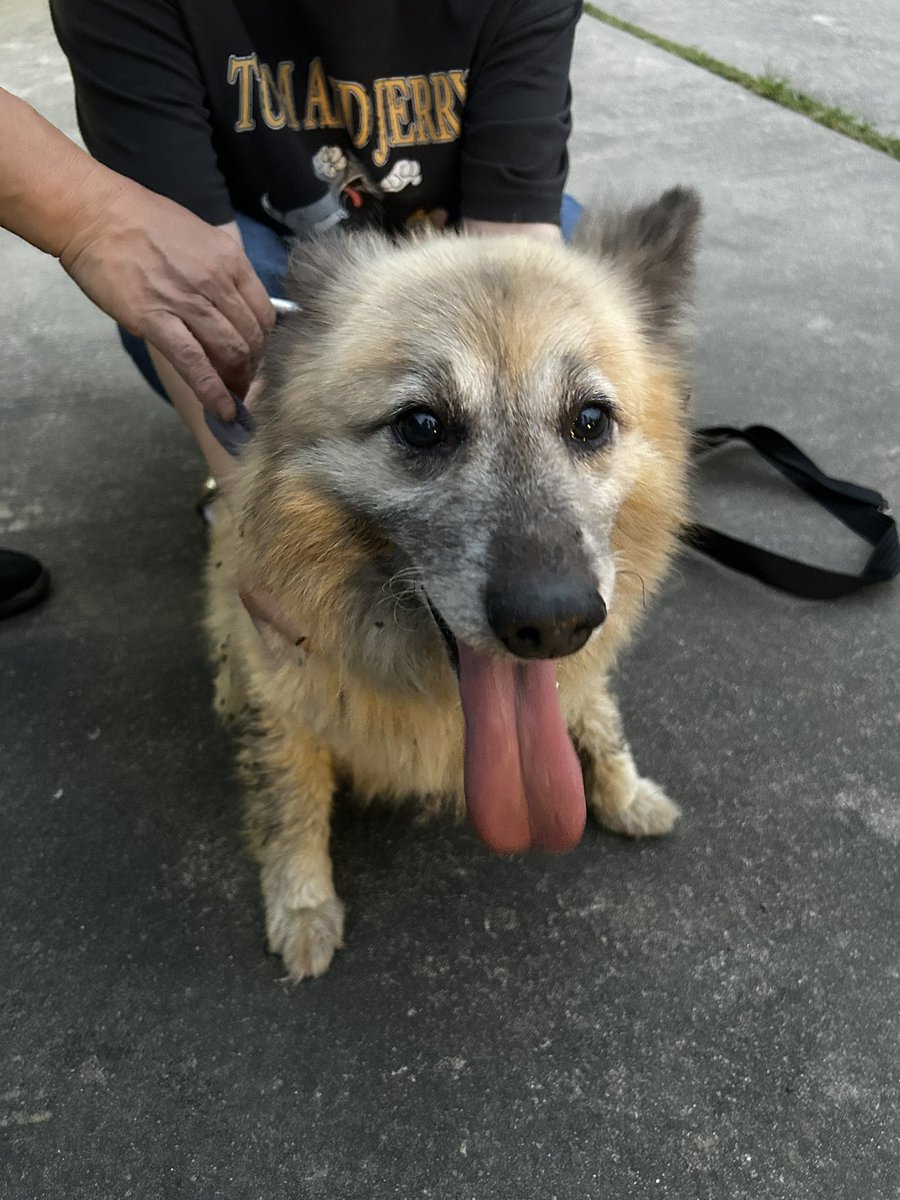 chocomlucky12's tweet image. 昨日出会った迷子犬
人懐っこくて可愛かったな〜
警察に保護されるまでの数時間だったけど、一緒にいて可愛くて飼いたくなるほどだった🥺
ちなみに七夕に出会ったので我が家では勝手にナナちゃんと名付けてナナちゃんロスしてる🥲

飼い主さんの所に帰れますように🎋🐕
#迷子犬
#岡崎市
#Animo